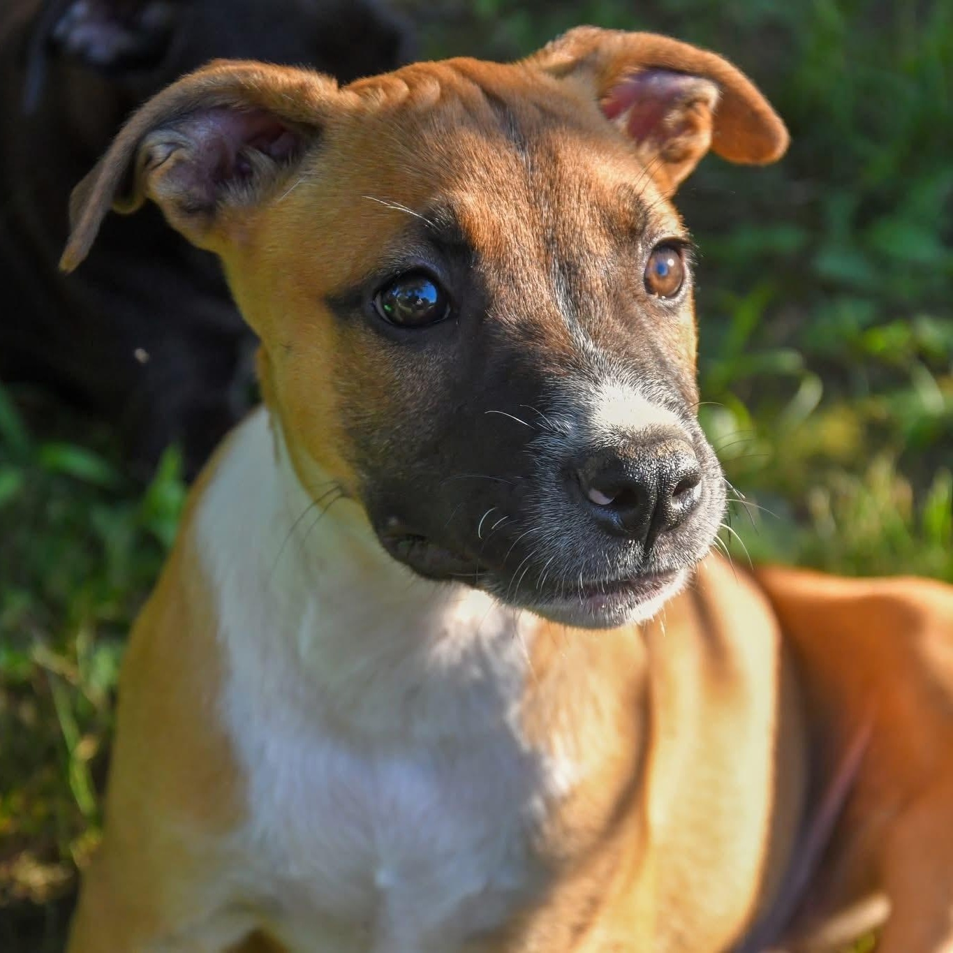 Enlarge Peanut, a Adoptable mixed breed in Southaven , MS image 2/6