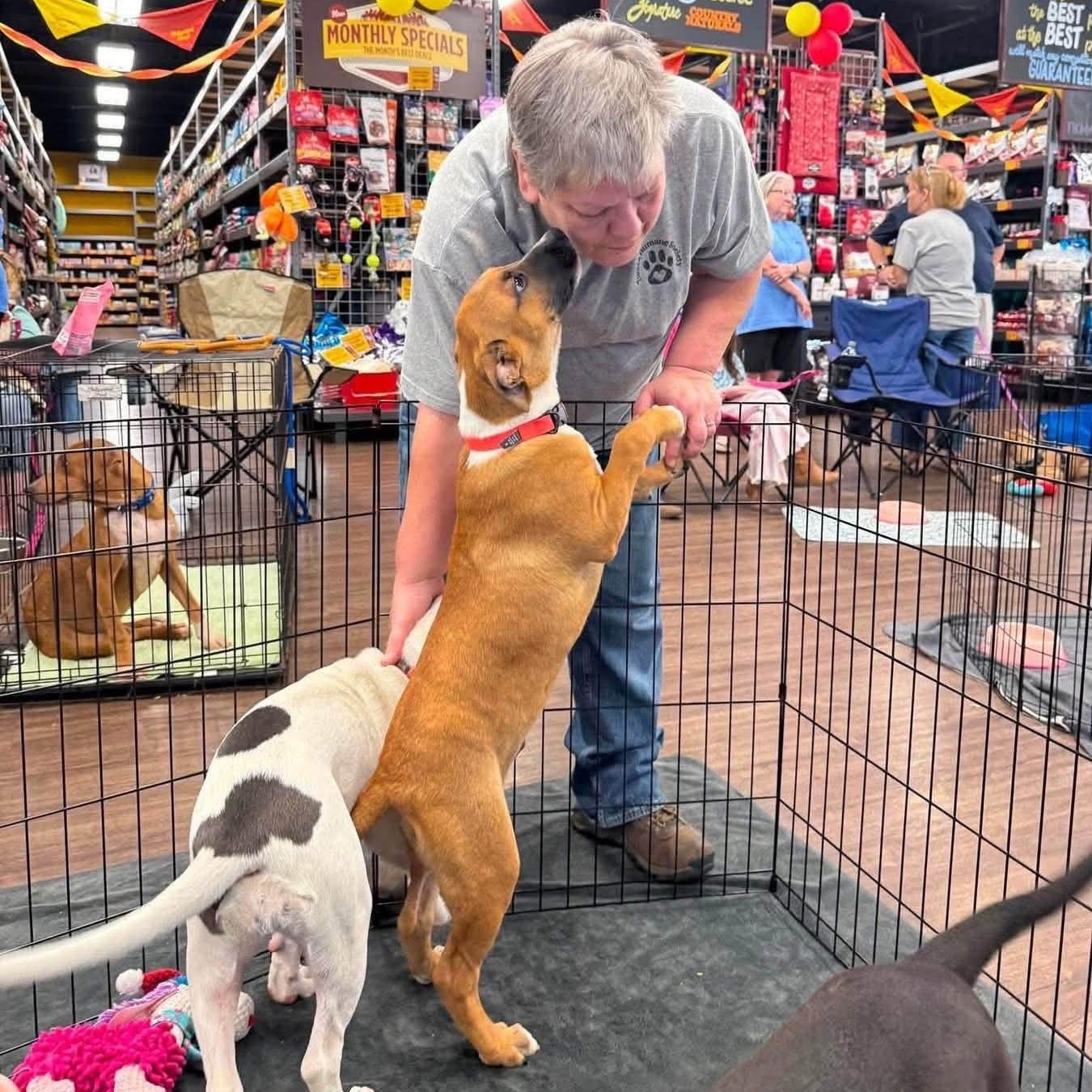 Enlarge Peanut, a Adoptable mixed breed in Southaven , MS image 6/6