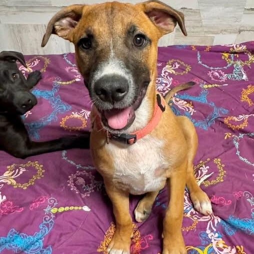 Enlarge Peanut, a Adoptable mixed breed in Southaven , MS image 1/6