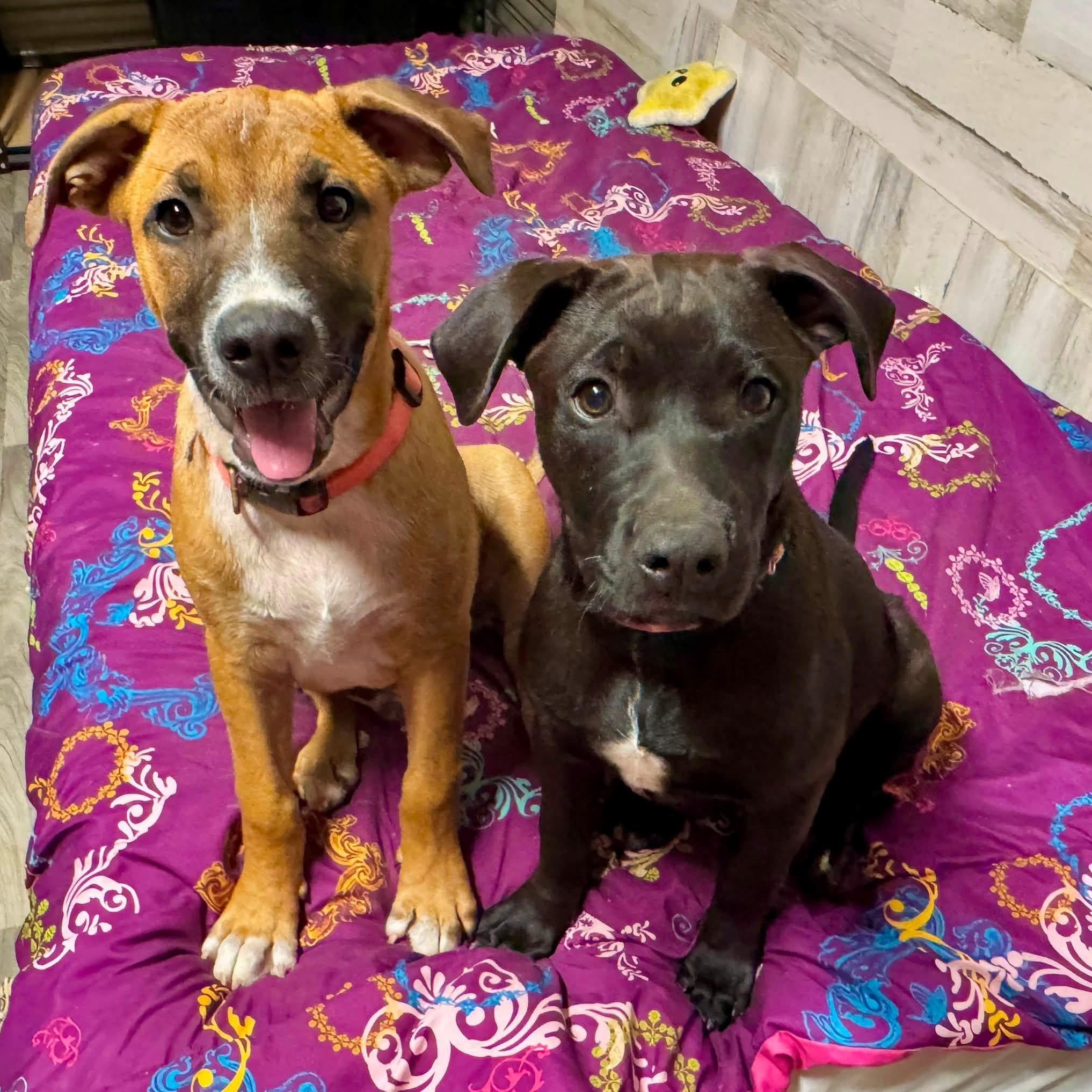 Enlarge Peanut, a Adoptable mixed breed in Southaven , MS image 4/6