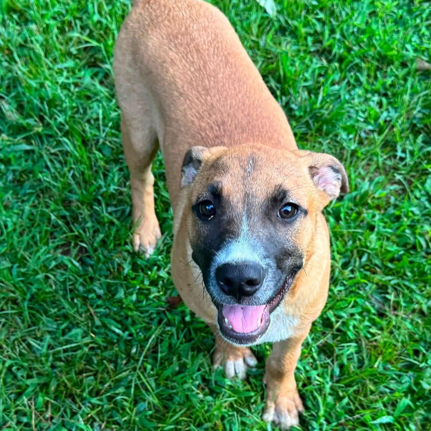 Enlarge Peanut, a Adoptable mixed breed in Southaven , MS image 3/6