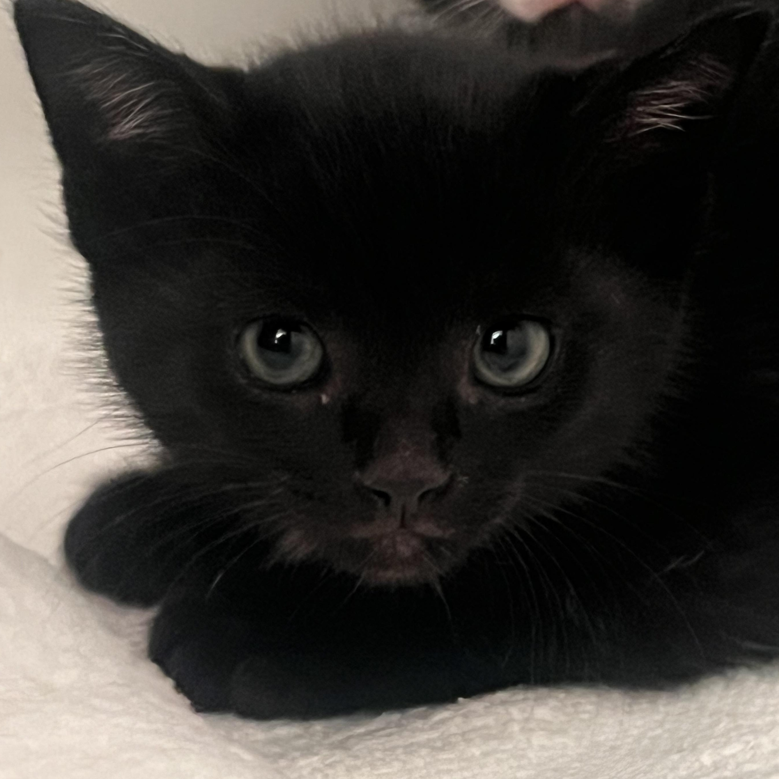 Enlarge Milo, an adopted Domestic Short Hair in jacksonville, FL image 3/3