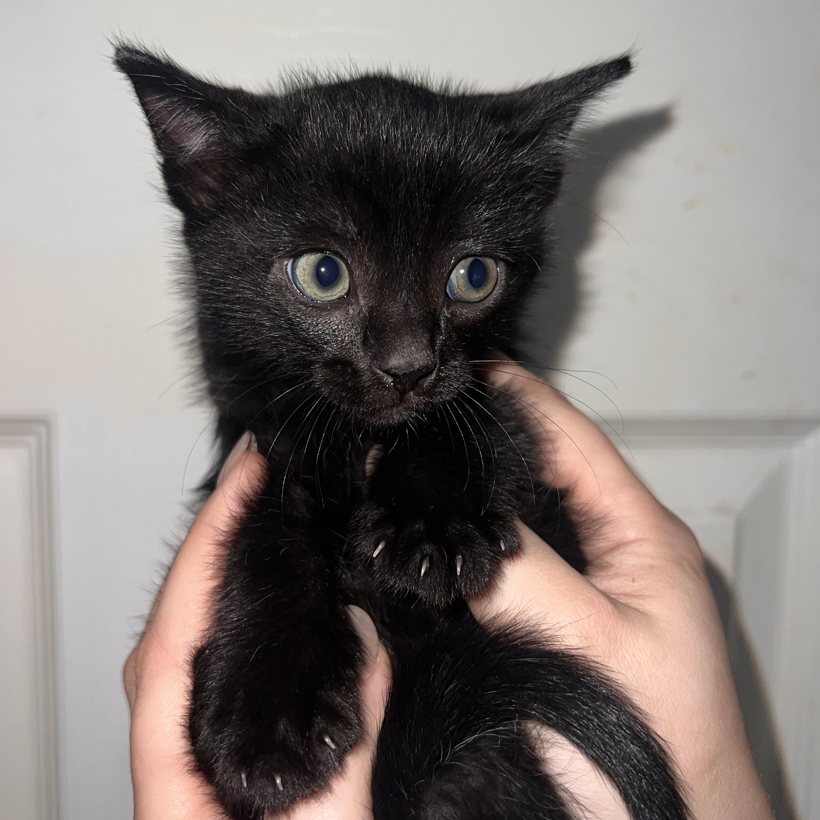 Milo, adopted, Kitten Male Domestic Short Hair.