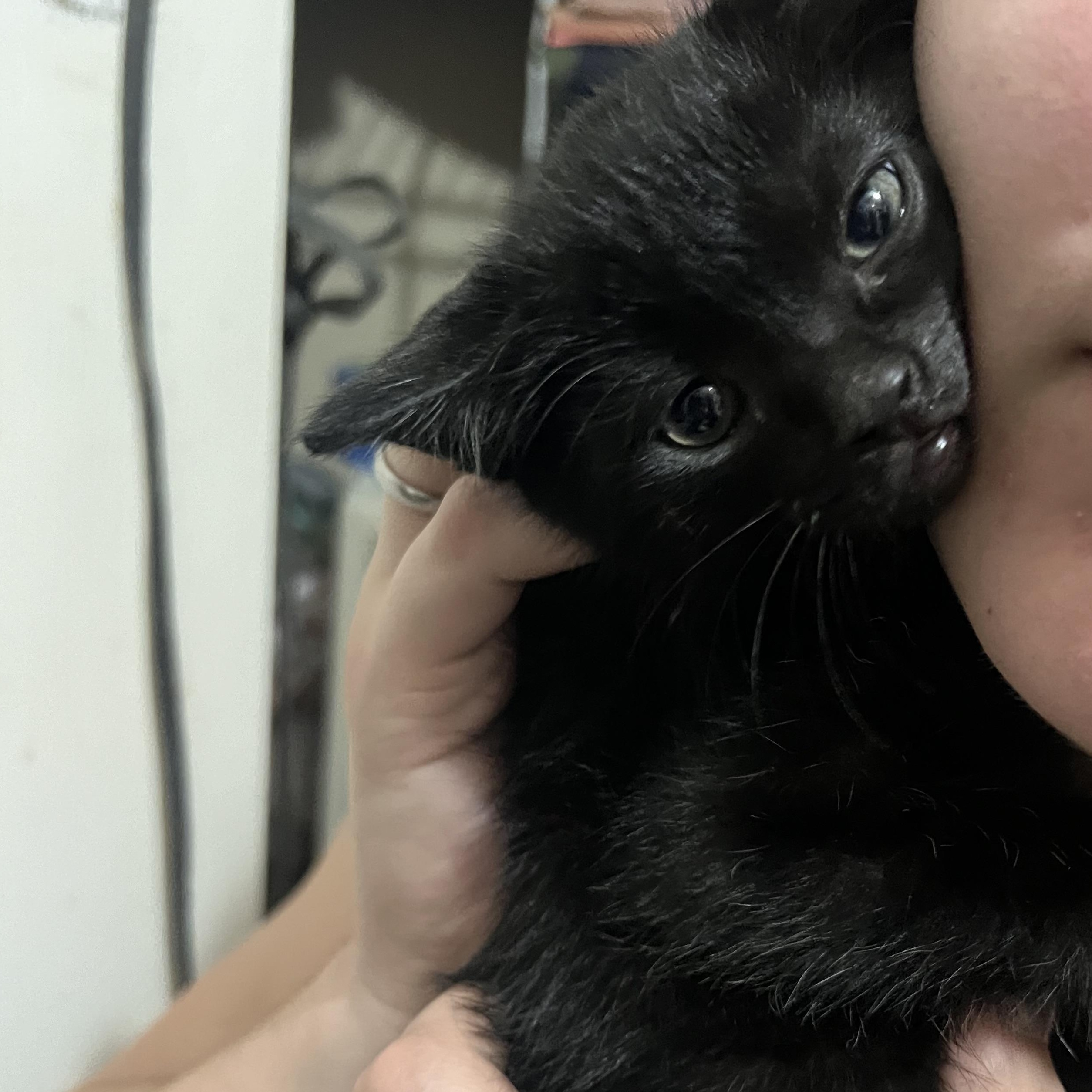 Enlarge Milo, an adopted Domestic Short Hair in jacksonville, FL image 2/3