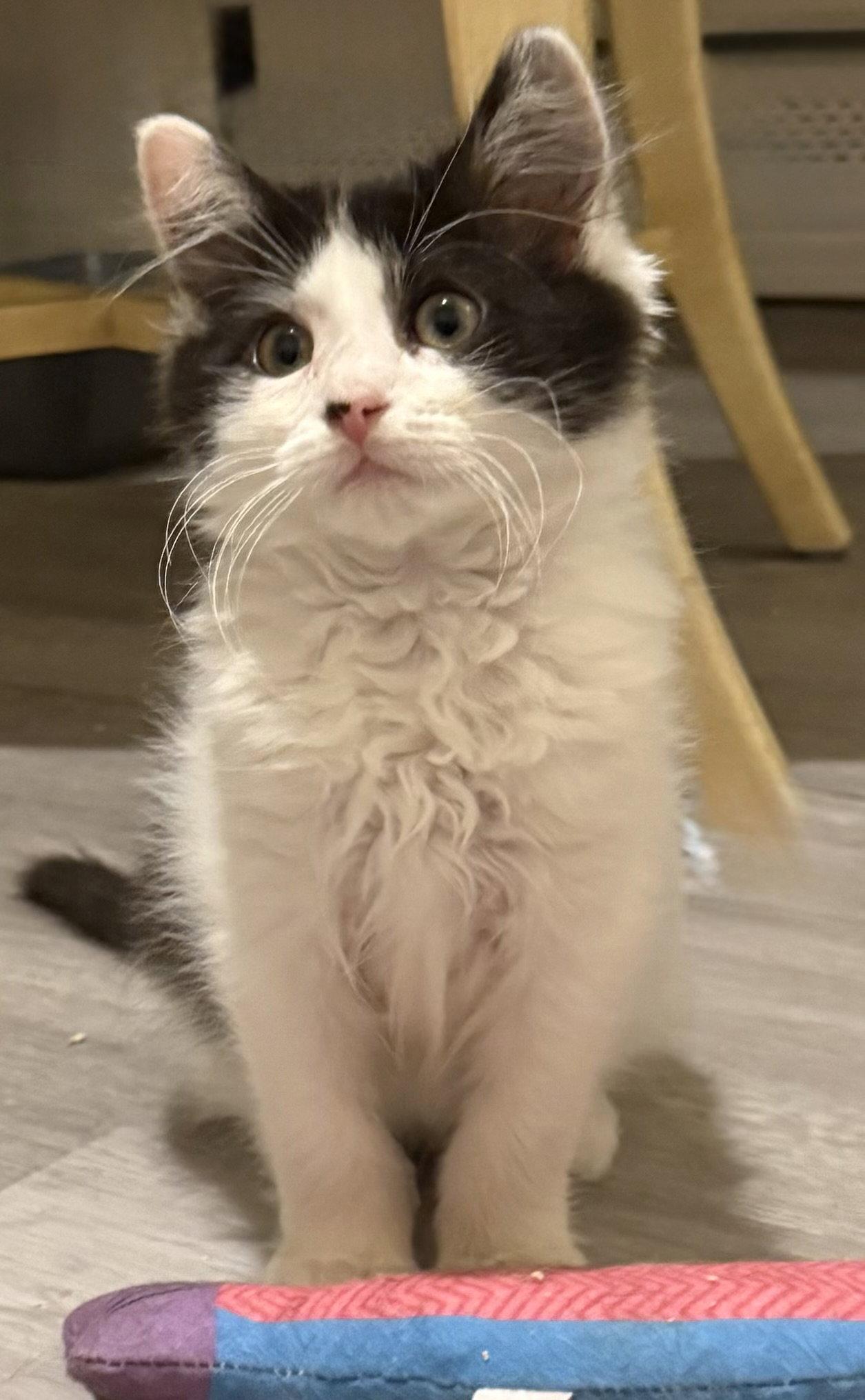 Chayse - BONDED PAIR, Adoptable, Kitten Female Domestic Long Hair.