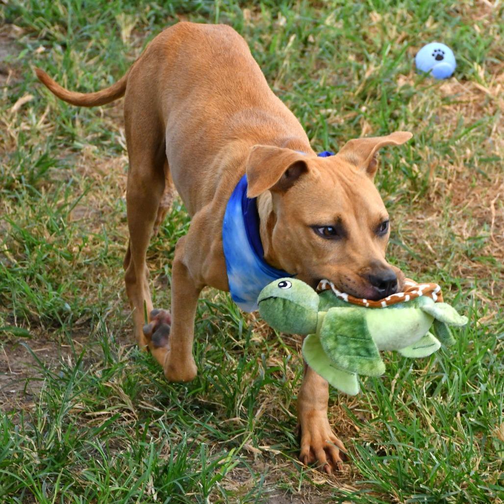 Orzo, Adoptable, Young Male Pit Bull Terrier.