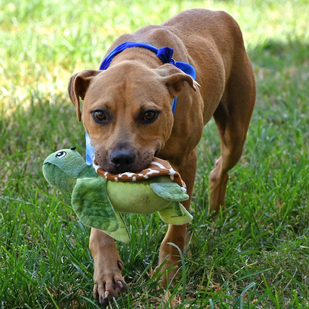 Enlarge Orzo, a Adoptable Pit Bull Terrier in Beaumont, TX image 2/5
