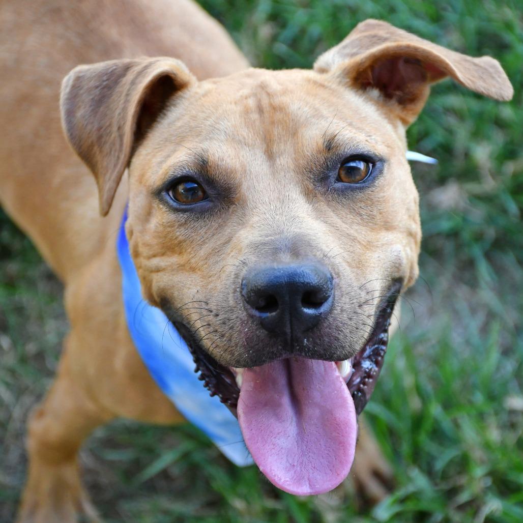 Enlarge Orzo, a Adoptable Pit Bull Terrier in Beaumont, TX image 3/5