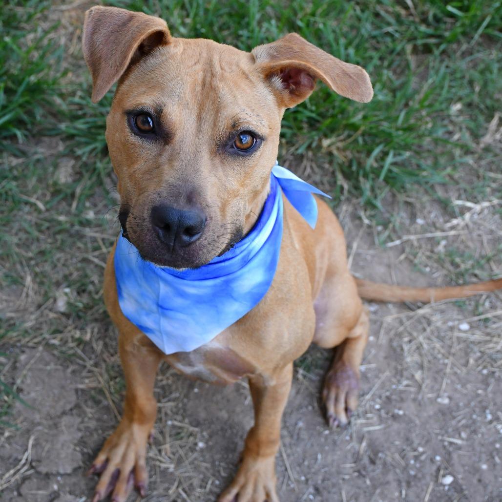 Enlarge Orzo, a Adoptable Pit Bull Terrier in Beaumont, TX image 4/5