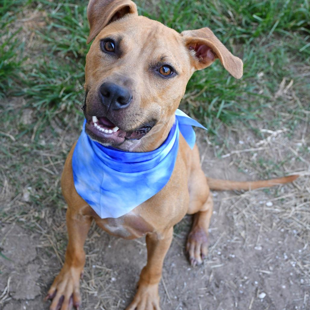 Enlarge Orzo, a Adoptable Pit Bull Terrier in Beaumont, TX image 5/5