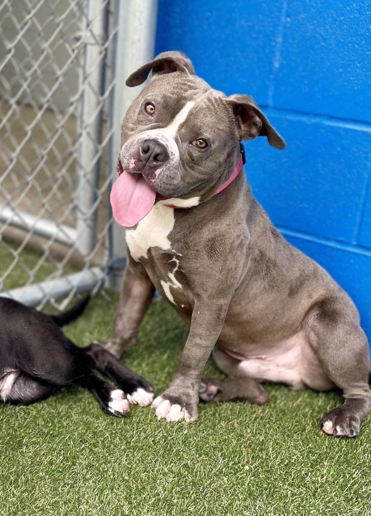 Bubba Gump, a Adoptable mixed breed in New Orleans, LA image 1/6