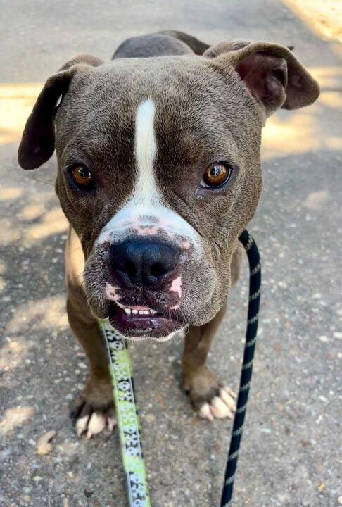 Bubba Gump, Adoptable, Young Male English Bulldog.