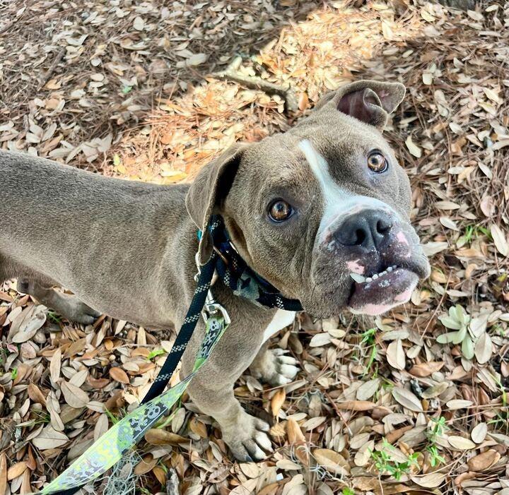 Enlarge Bubba Gump, a Adoptable mixed breed in New Orleans, LA image 2/6