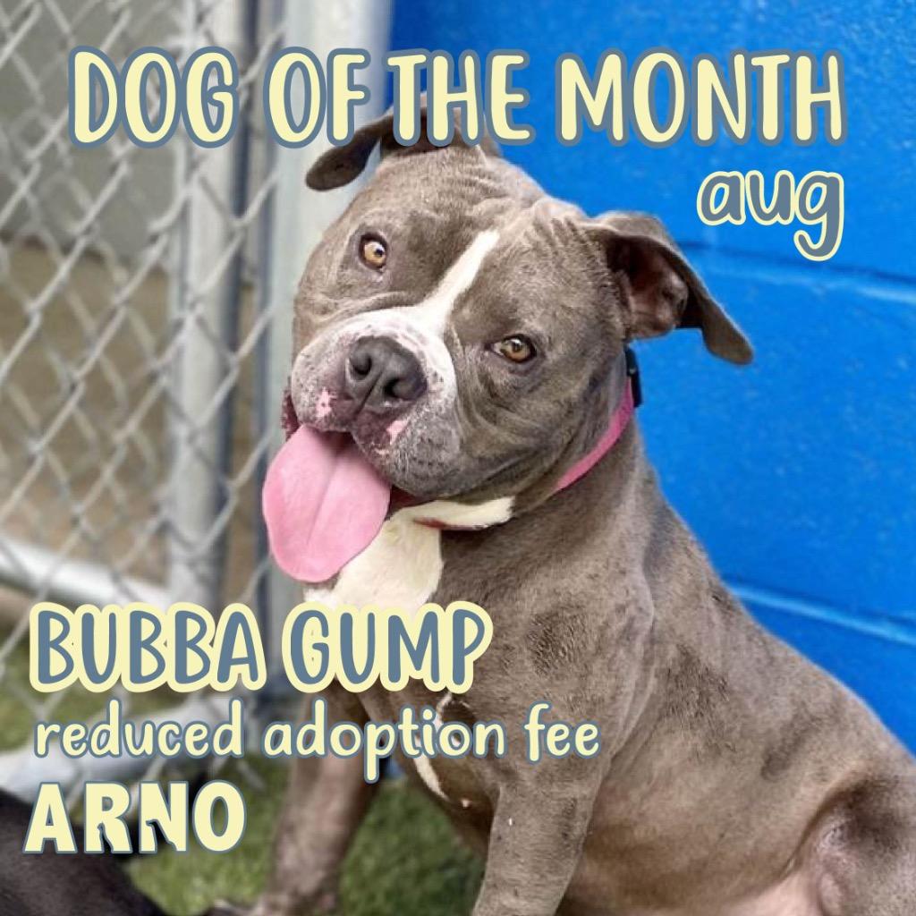 Enlarge Bubba Gump, a Adoptable mixed breed in New Orleans, LA image 1/6