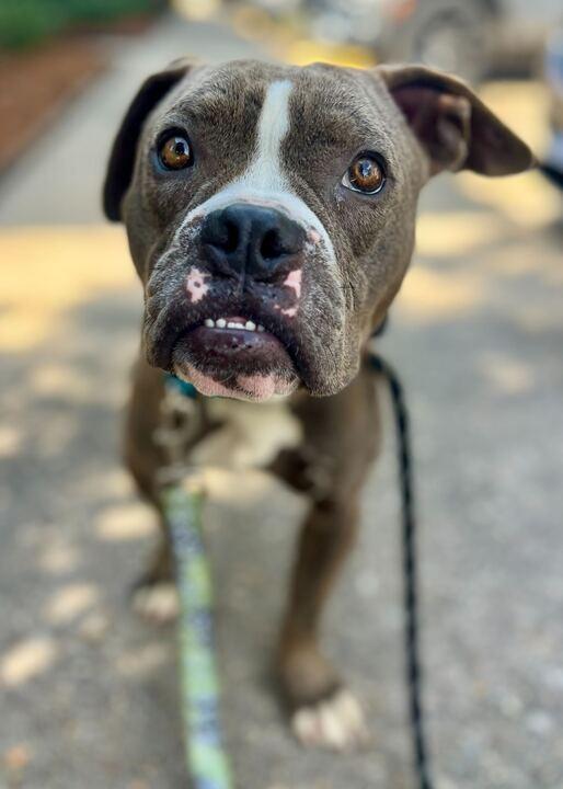 Enlarge Bubba Gump, a Adoptable mixed breed in New Orleans, LA image 3/6
