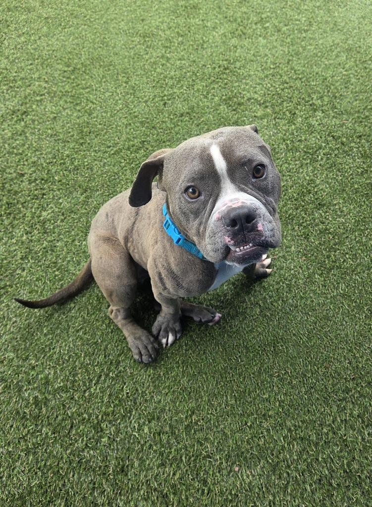 Enlarge Bubba Gump, a Adoptable mixed breed in New Orleans, LA image 4/6