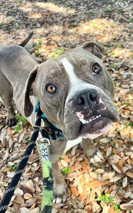 Enlarge Bubba Gump, a Adoptable mixed breed in New Orleans, LA image 5/6