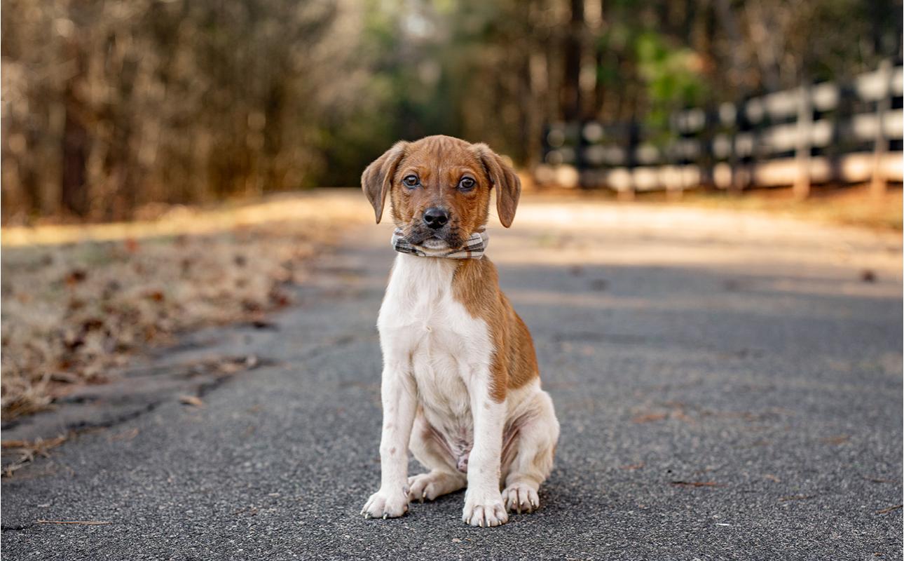 Chaser, an adopted mixed breed in MOORESVILLE, NC image 2/3