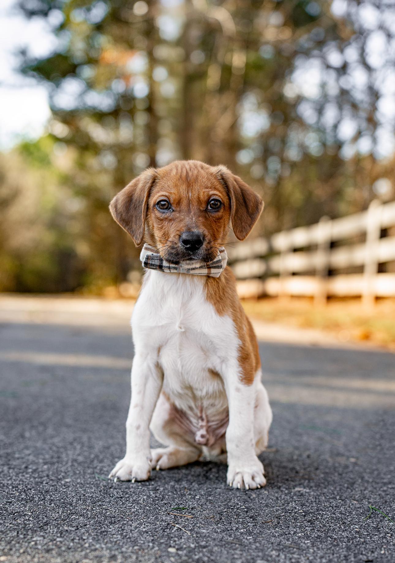 Chaser, ADOPTABLE, Young Male Beagle.
