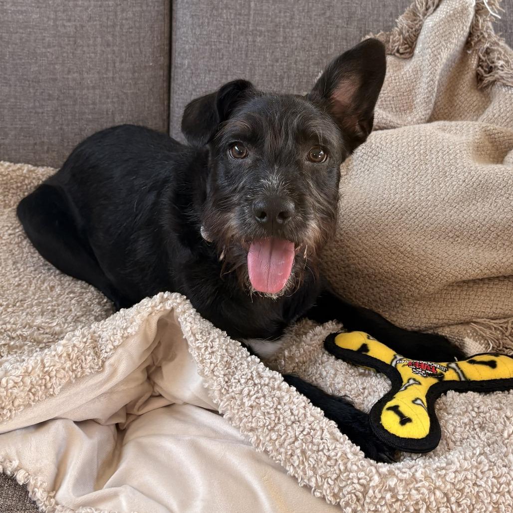 Otis — thumbnail 2