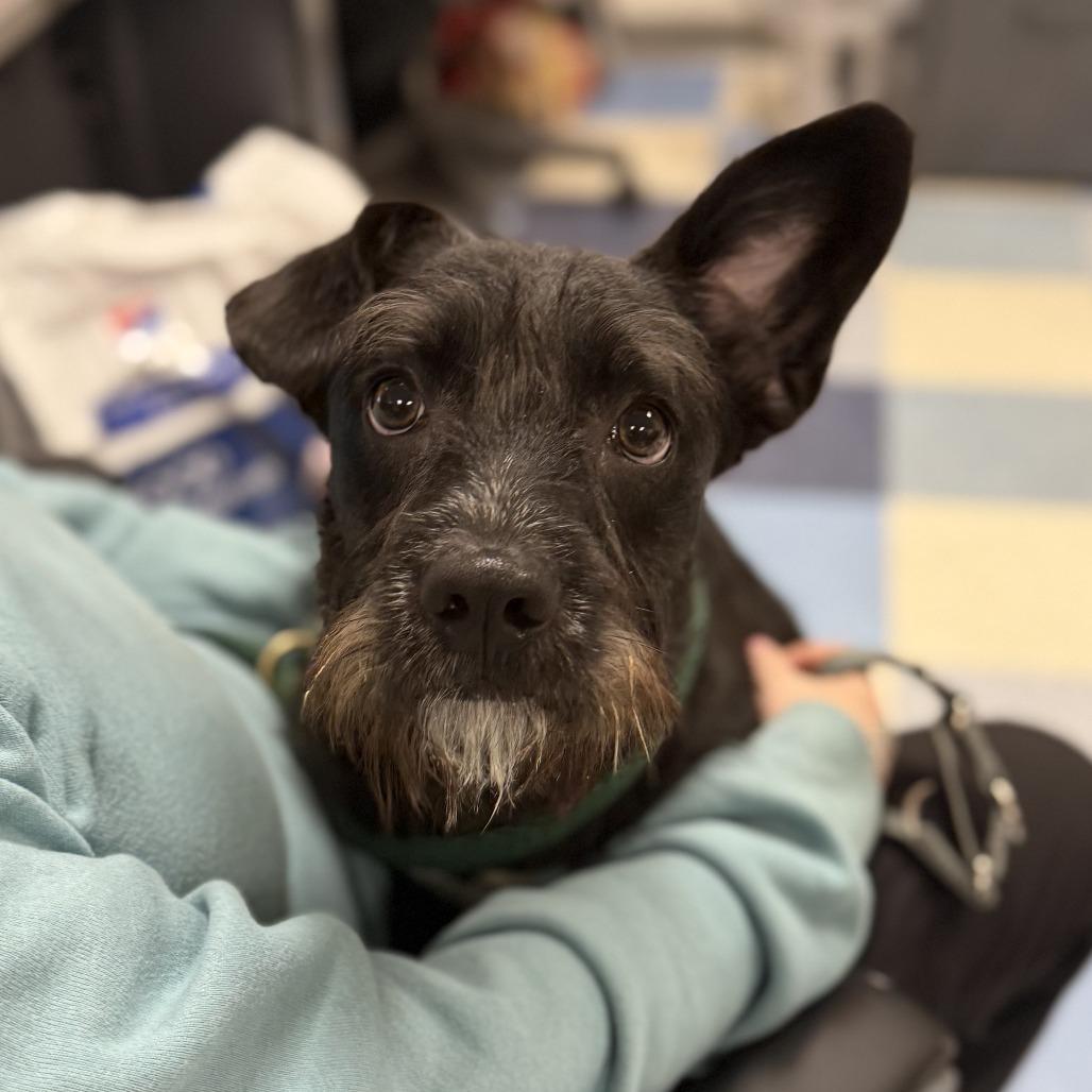 Otis — thumbnail 4