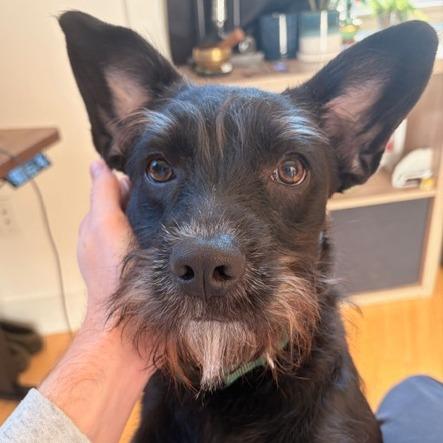 Otis — thumbnail 5