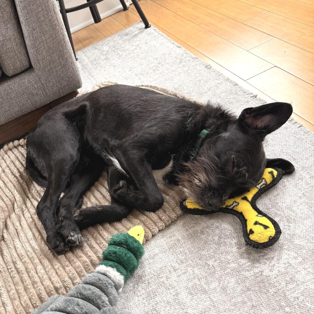 Otis — thumbnail 6