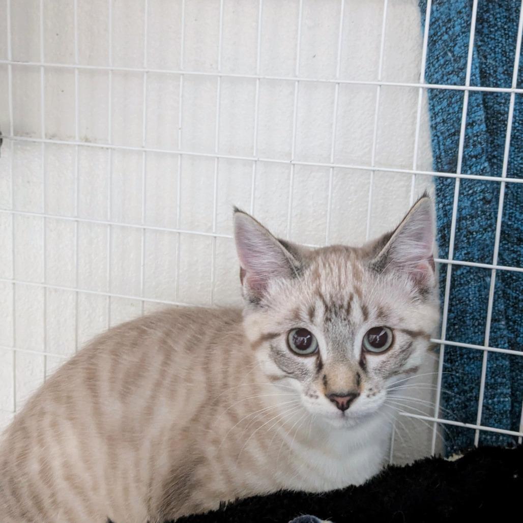 Bybee, Adoptable, Kitten Male Domestic Short Hair.