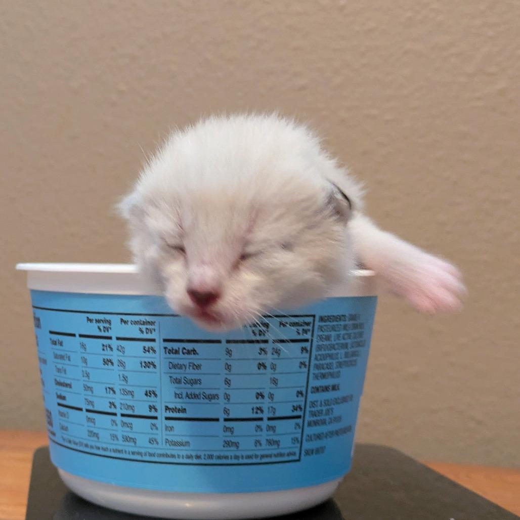 Enlarge Bybee, a Adoptable Domestic Short Hair in Portland, OR image 2/3