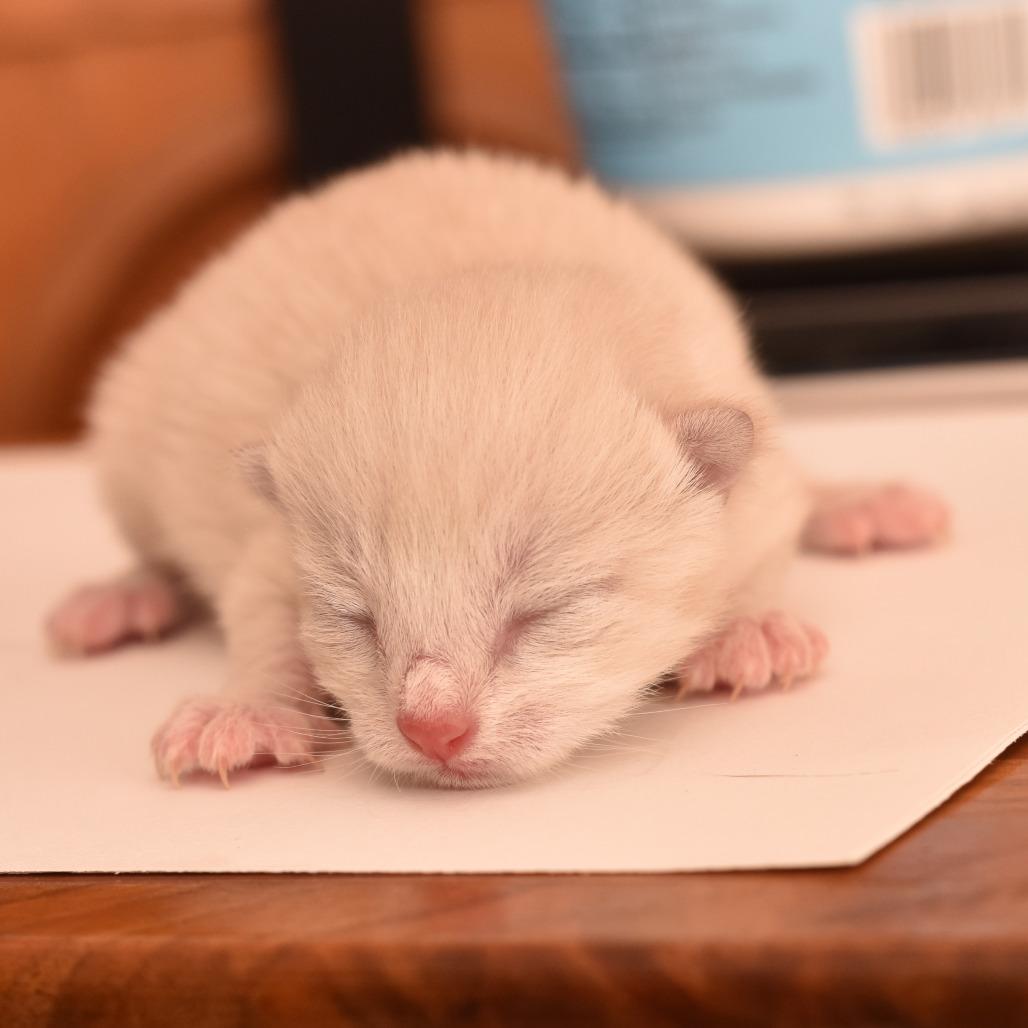 Enlarge Bybee, a Adoptable Domestic Short Hair in Portland, OR image 3/3