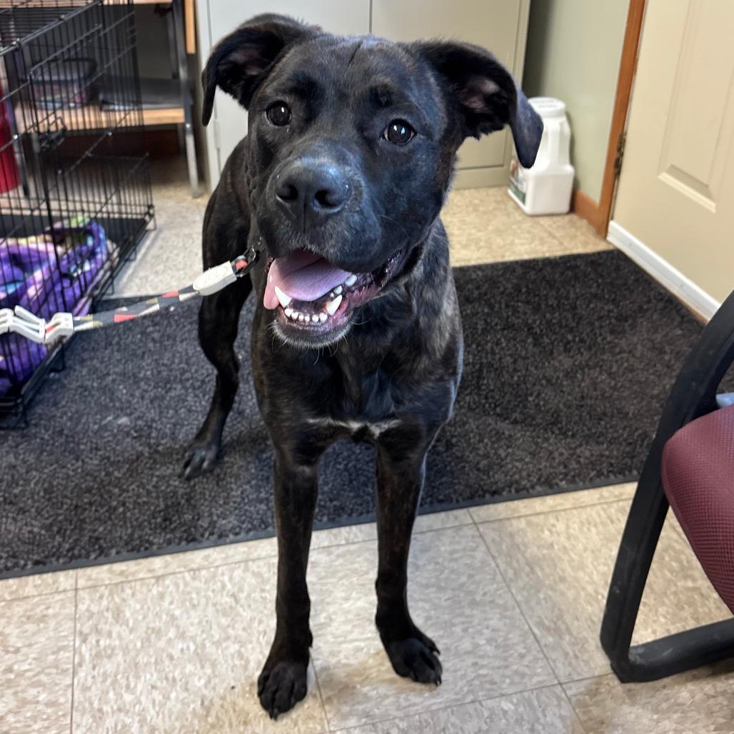 Colt, Adoptable, Young Male Boxer & Hound.