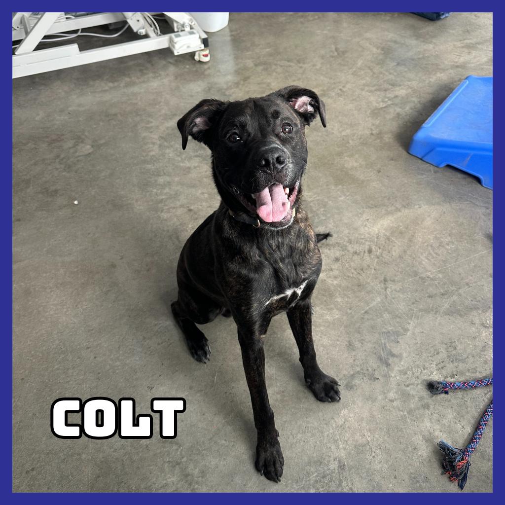 Colt, Adoptable, Young Male Boxer & Hound.