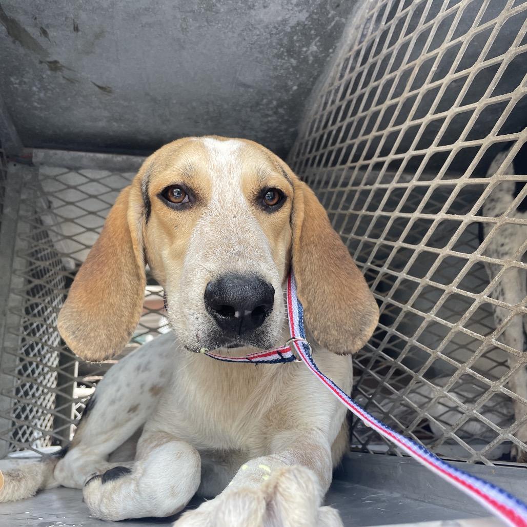 Moose, Adoptable, Adult Male Coonhound.