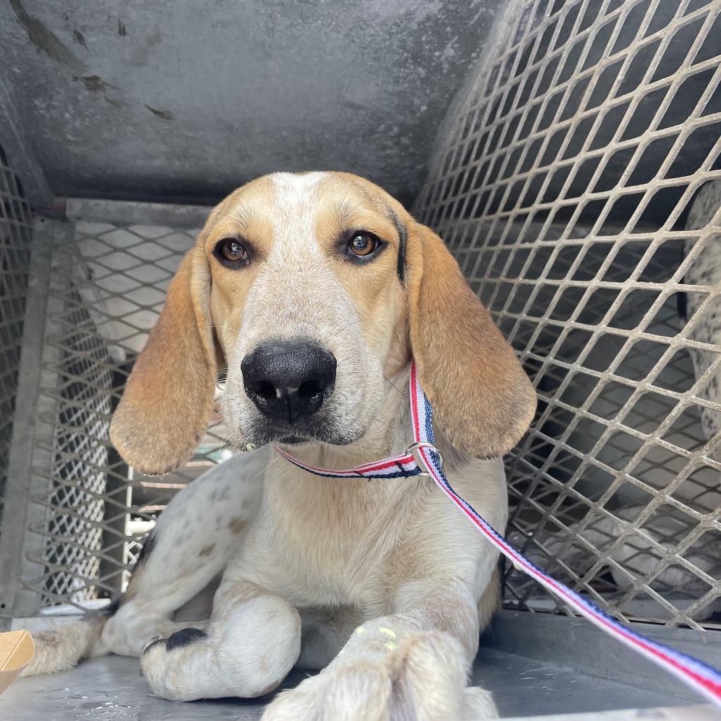 Enlarge Moose, a Adoptable Coonhound in Austin, TX image 2/2