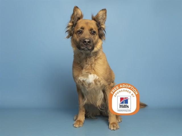 CELINE, Adoptable, Young Female German Shepherd Dog & Mixed Breed.