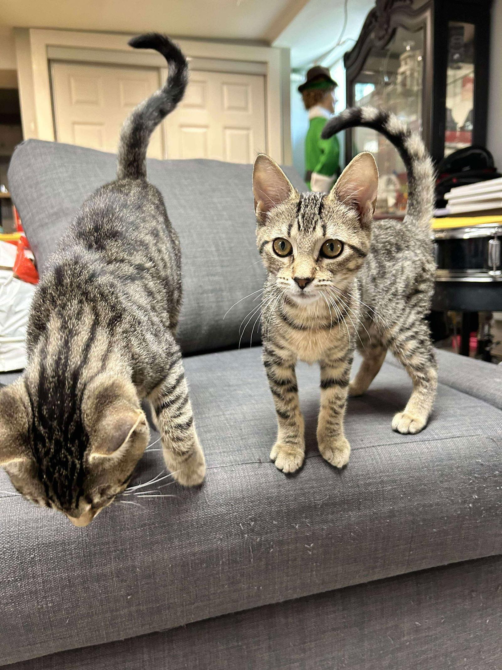 Enlarge Emerald, a Adoptable Domestic Short Hair in Sicklerville , NJ image 1/2