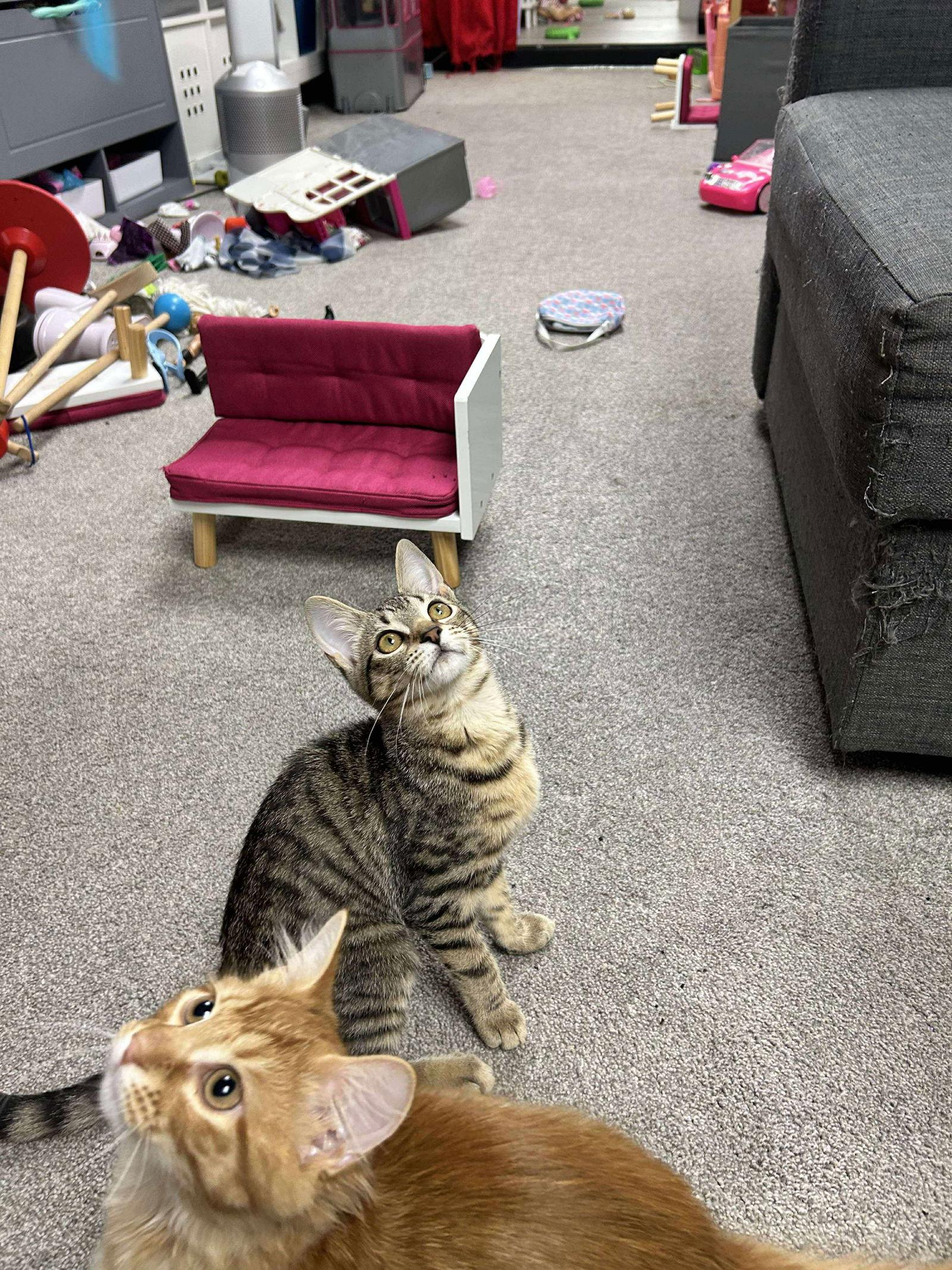 Enlarge Emerald, a Adoptable Domestic Short Hair in Sicklerville , NJ image 2/2