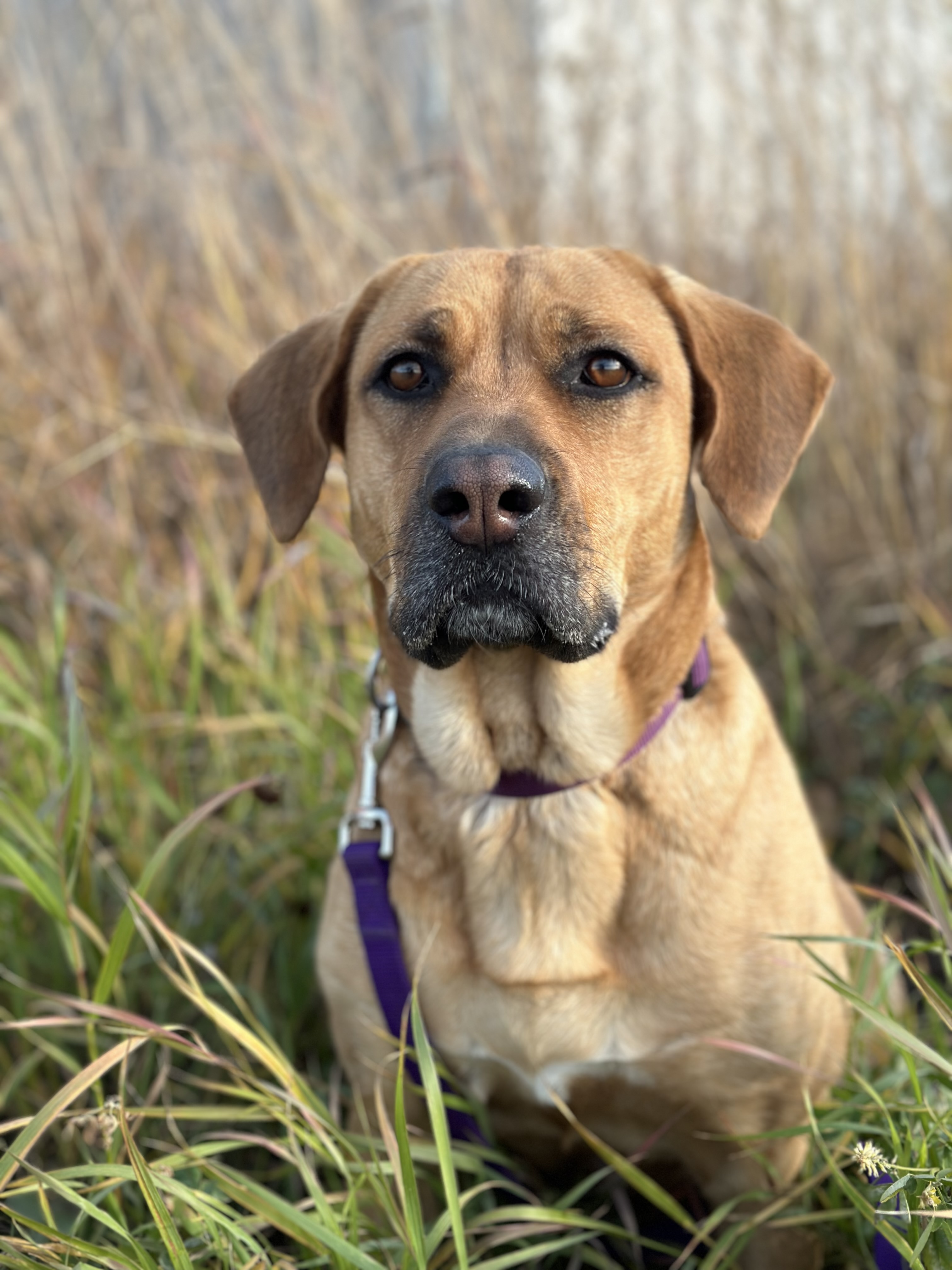 Daisy, Adult Female German Shepherd Dog