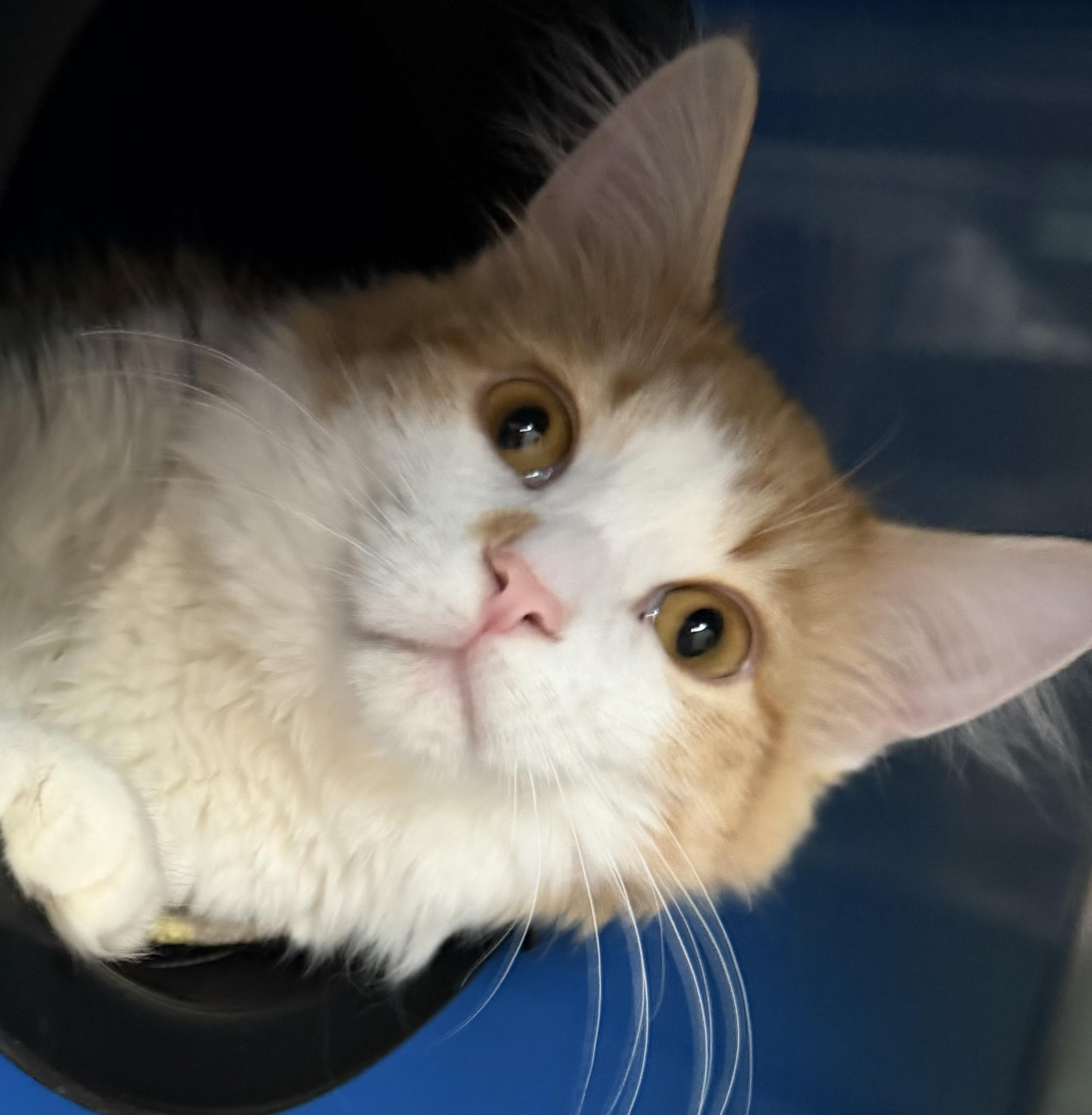 Enlarge Garfield , an adopted Domestic Short Hair in Sault Sainte Marie, MI image 3/4