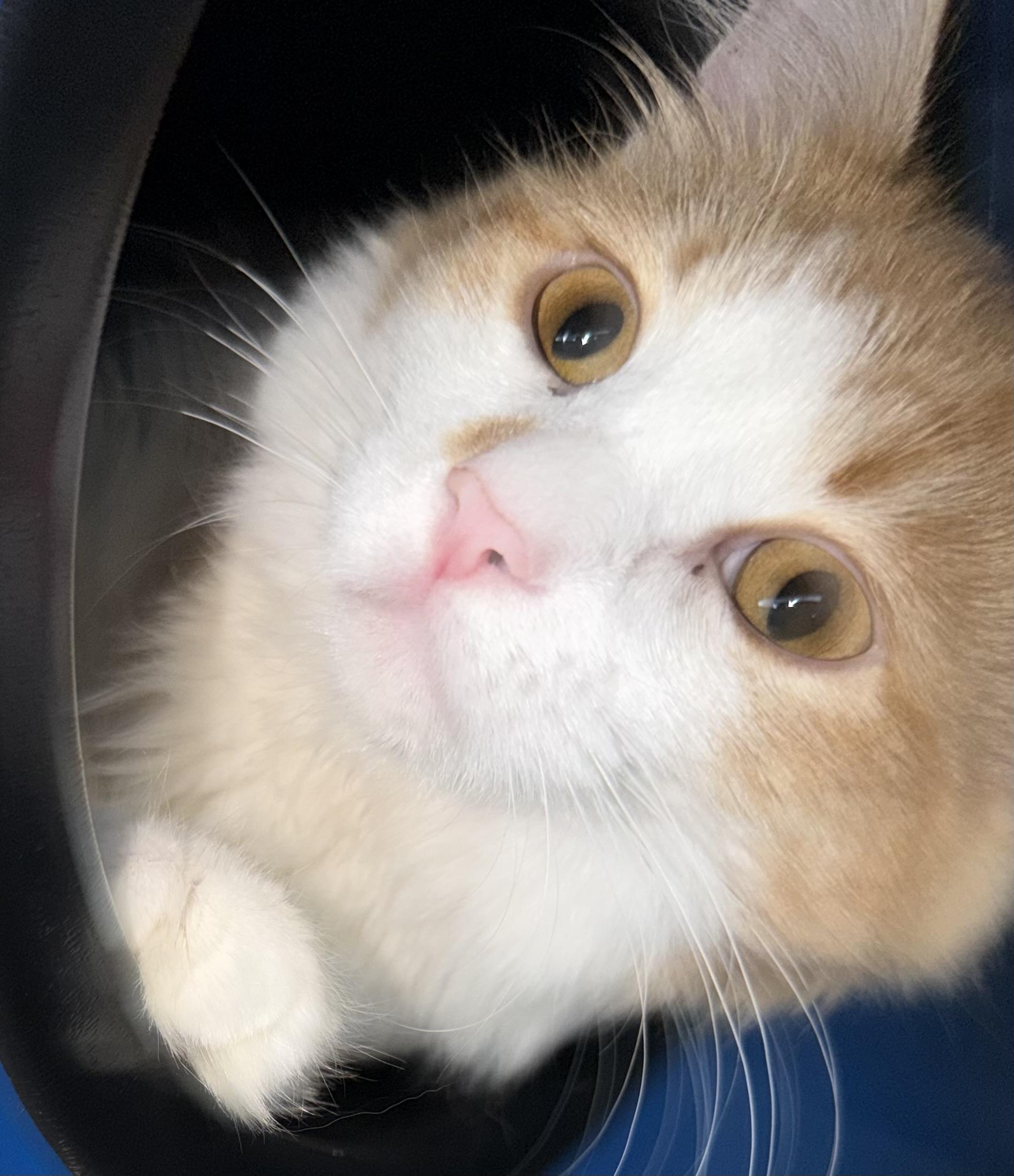Garfield , adopted, Young Male Domestic Short Hair.