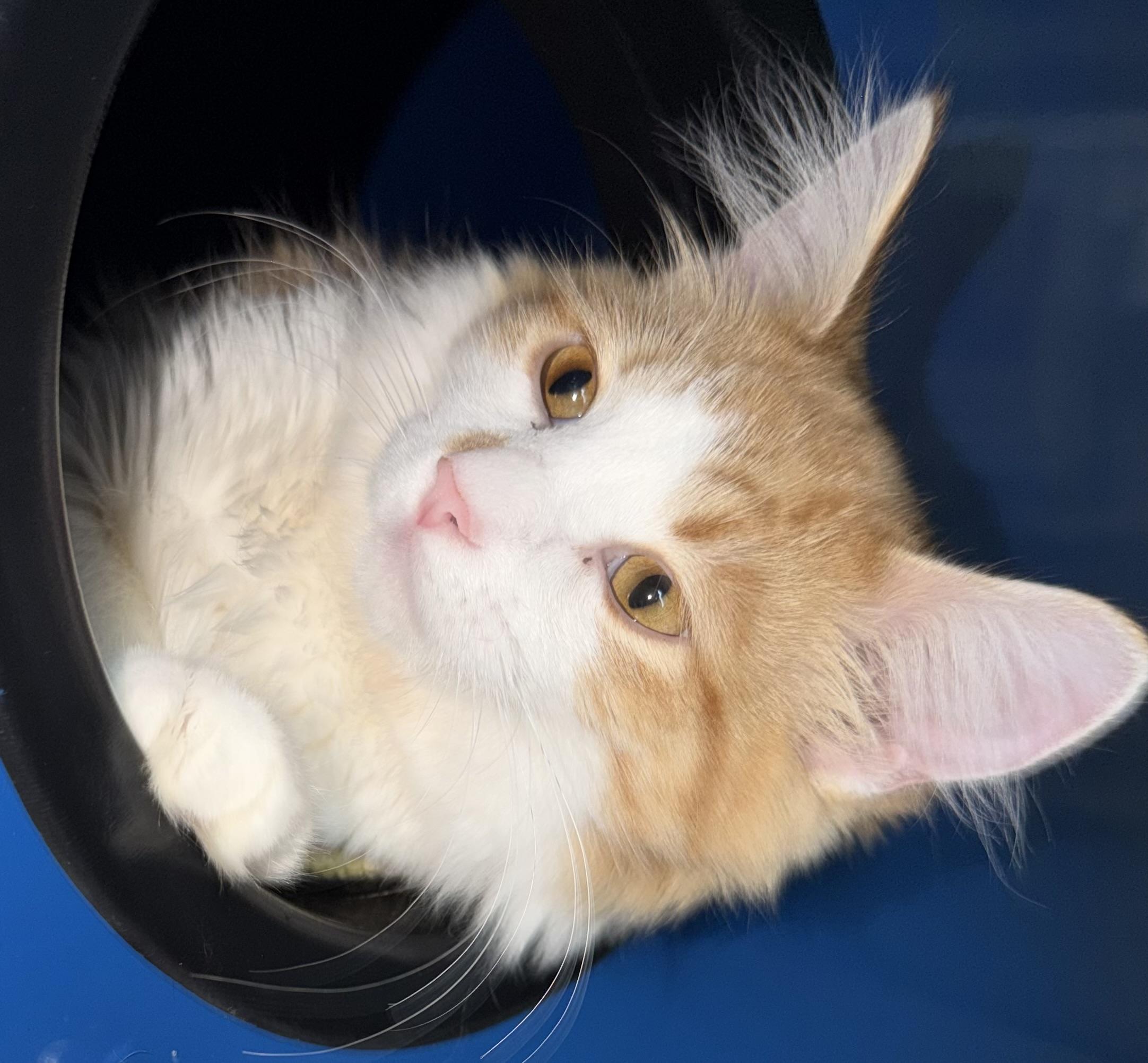 Enlarge Garfield , an adopted Domestic Short Hair in Sault Sainte Marie, MI image 2/4