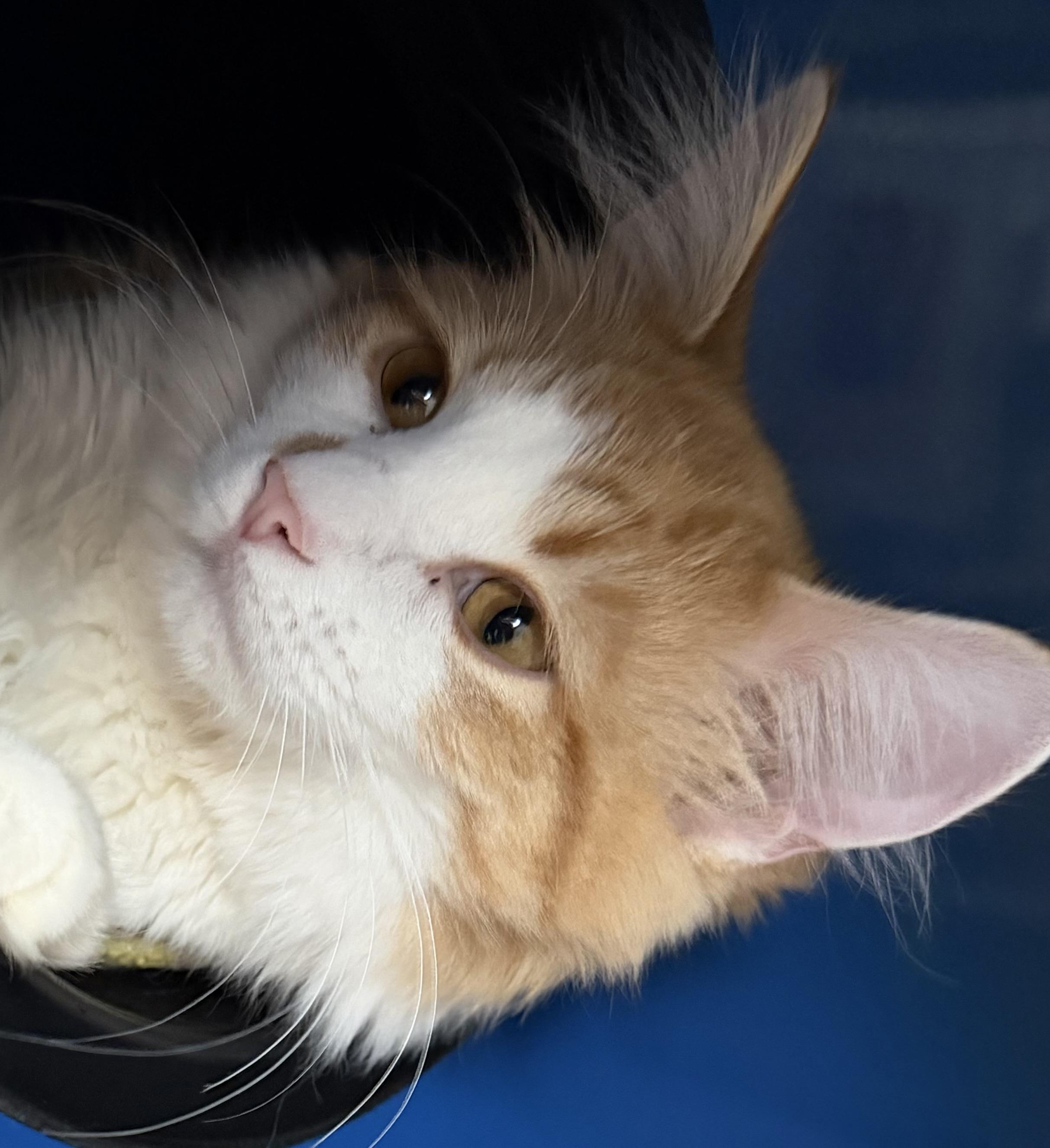 Enlarge Garfield , an adopted Domestic Short Hair in Sault Sainte Marie, MI image 4/4