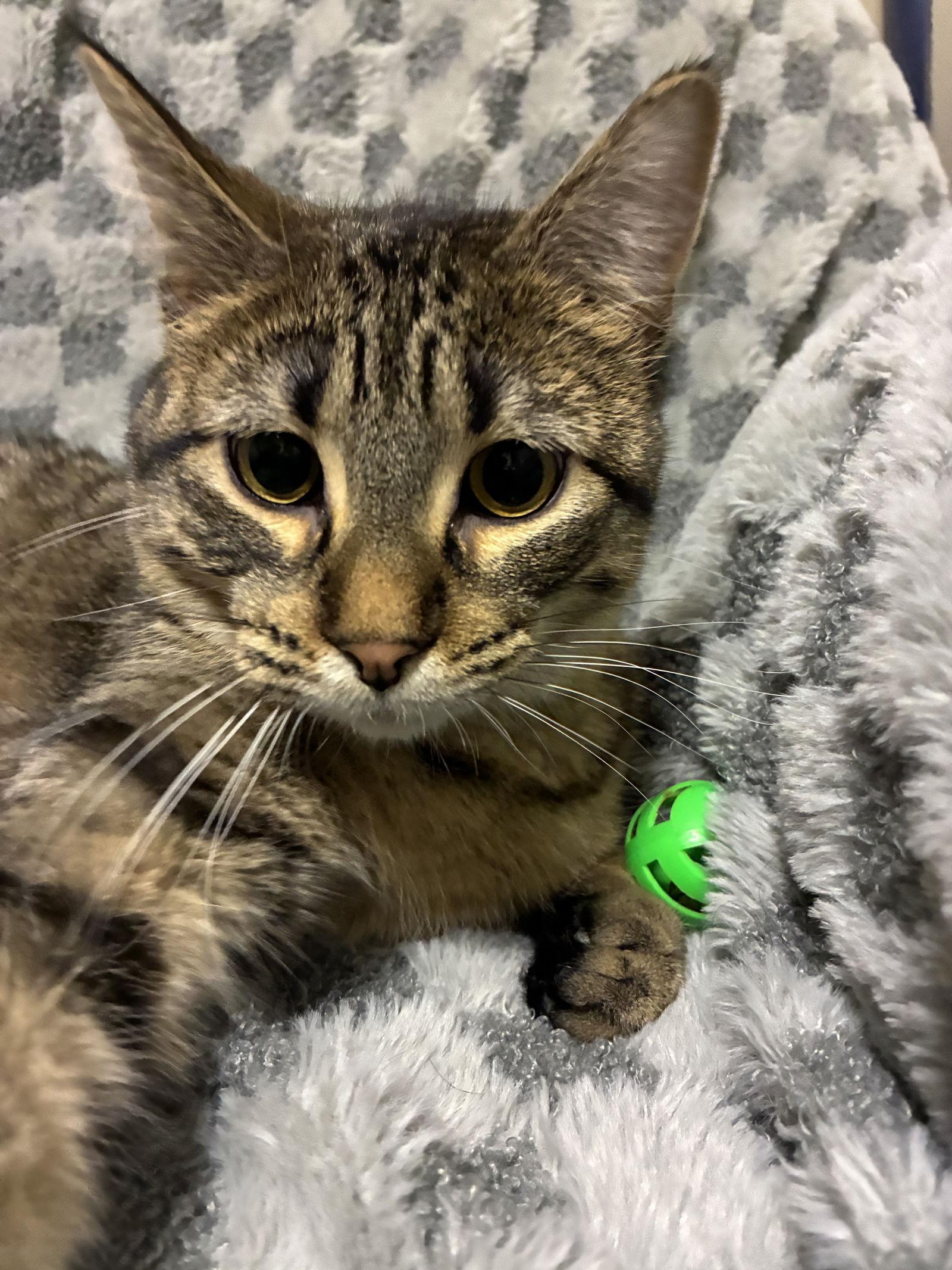 Trois — thumbnail 2