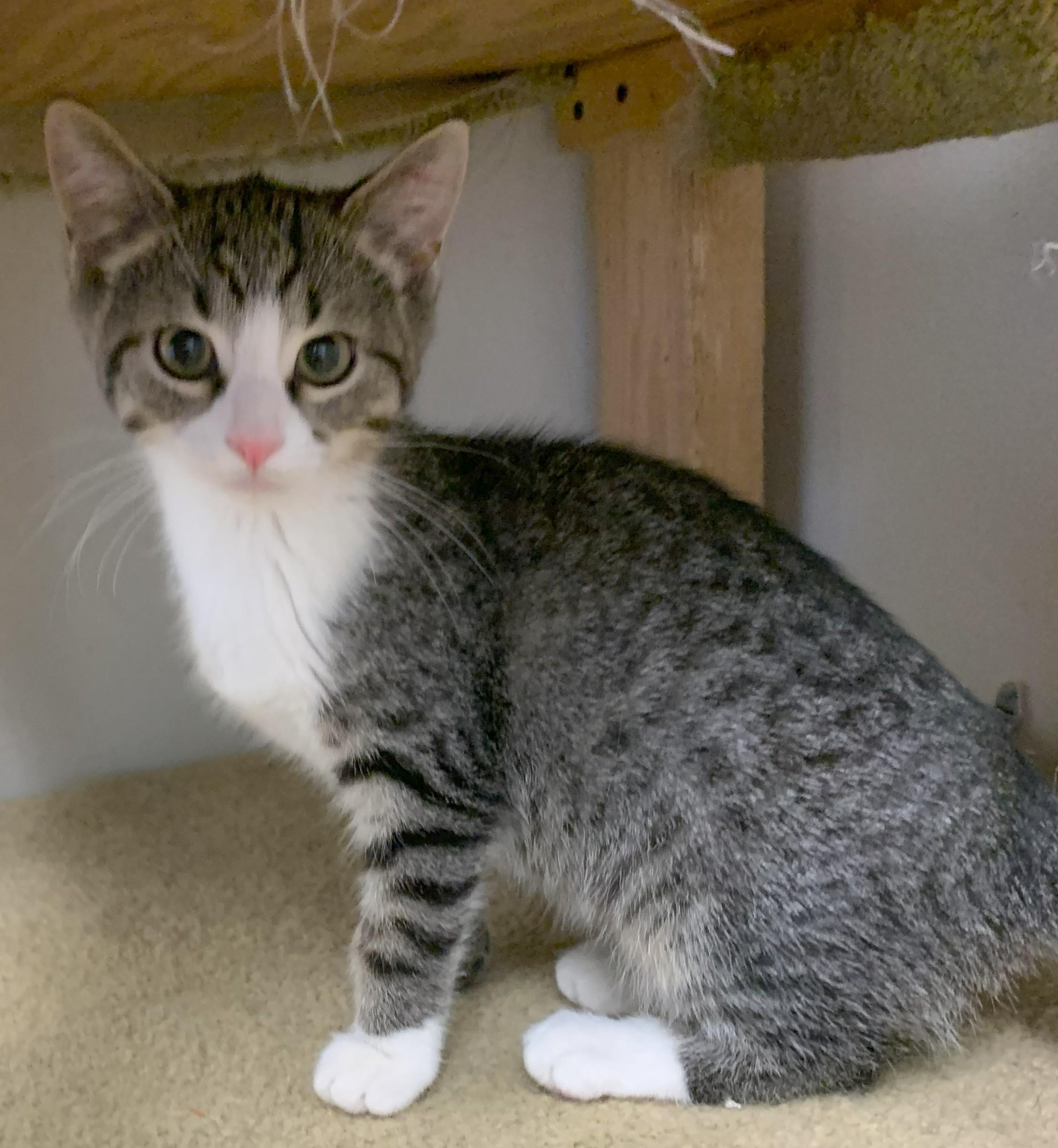 Enlarge Echo25, an adoptable Domestic Short Hair in Milwaukee, WI image 3/6