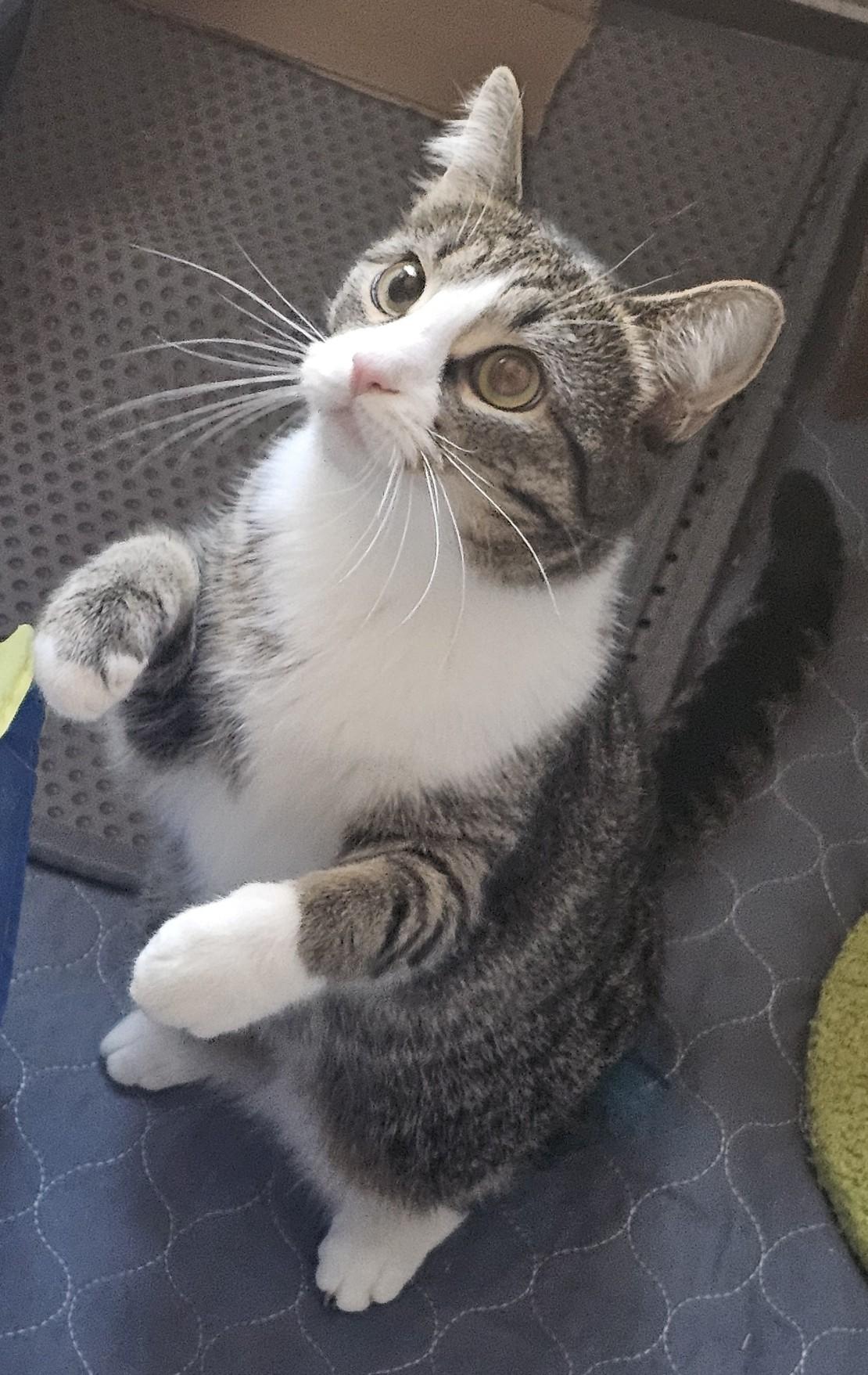 Enlarge Echo25, an adoptable Domestic Short Hair in Milwaukee, WI image 2/6