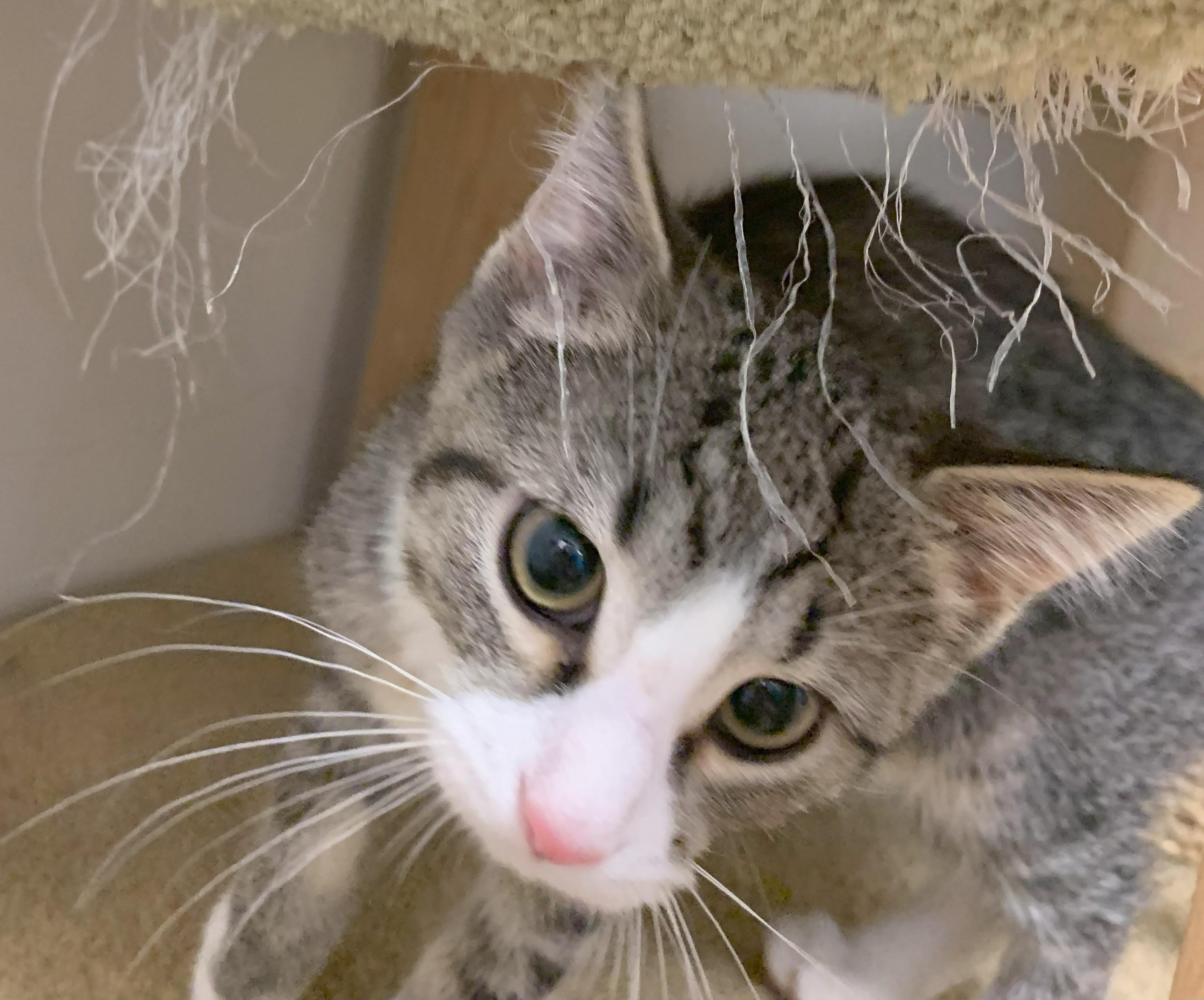 Enlarge Echo25, an adoptable Domestic Short Hair in Milwaukee, WI image 4/6