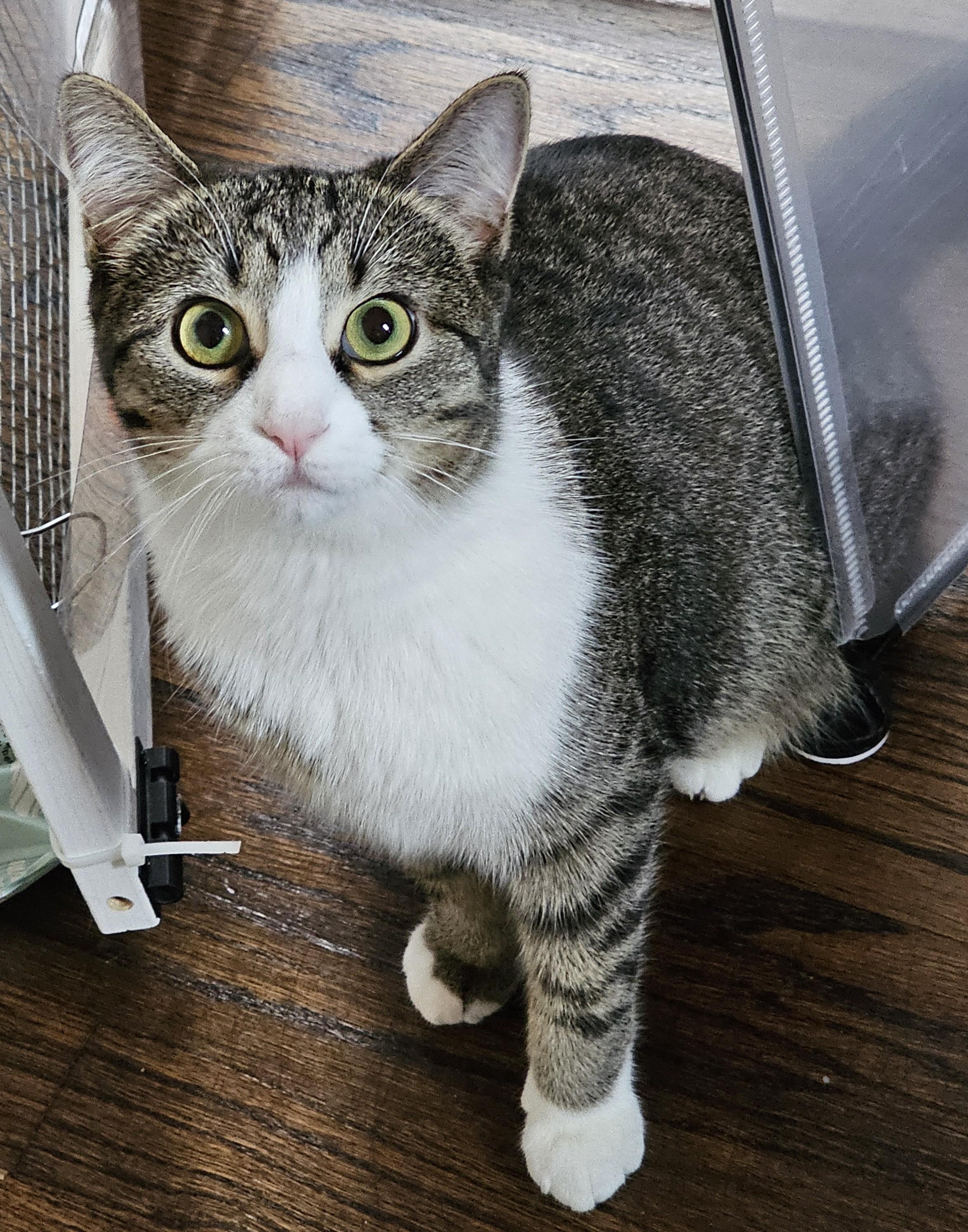 Enlarge Echo25, an adoptable Domestic Short Hair in Milwaukee, WI image 5/6