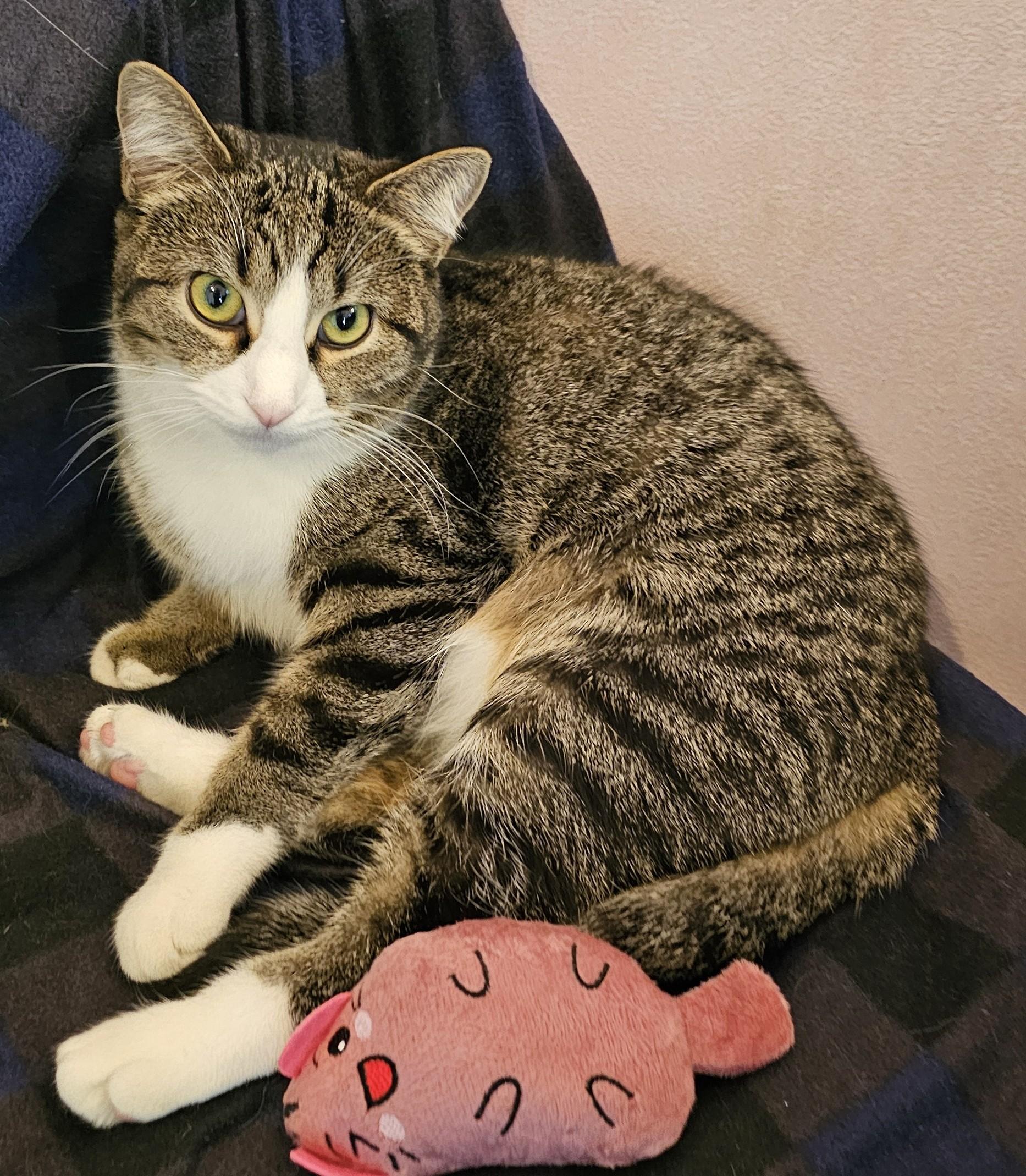 Enlarge Echo25, an adoptable Domestic Short Hair in Milwaukee, WI image 6/6
