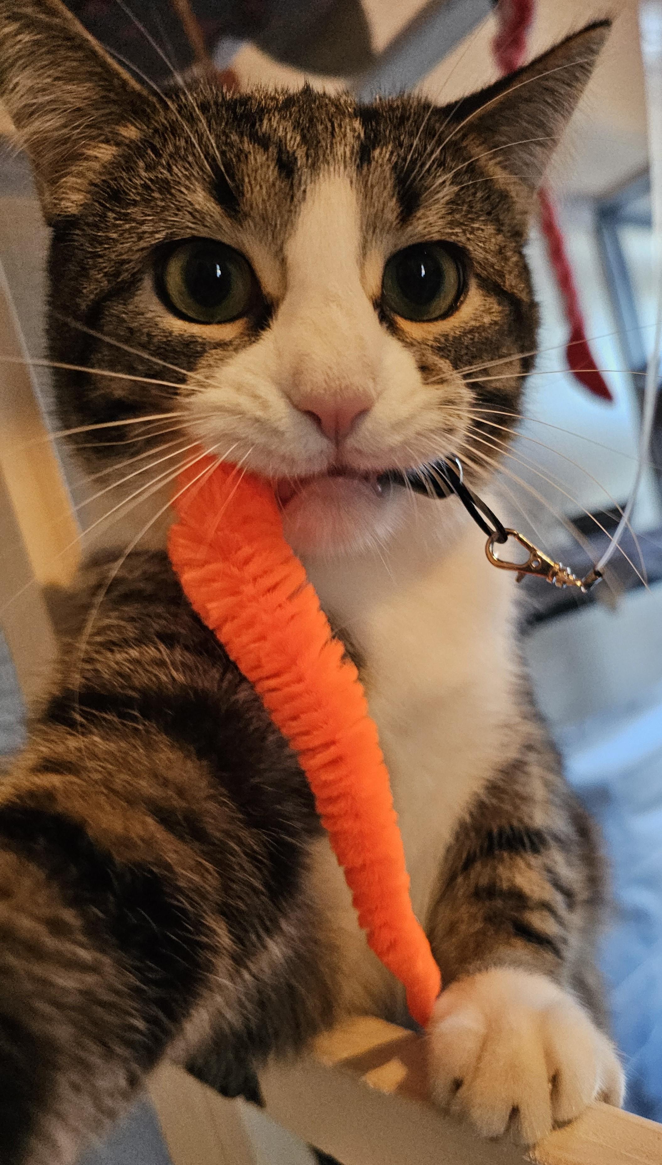 Echo25, adoptable, Adult Female Domestic Short Hair.