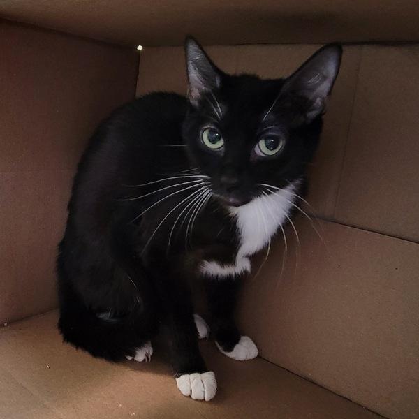 Gaia, a Adoptable mixed breed in Des Moines, IA image 2/2